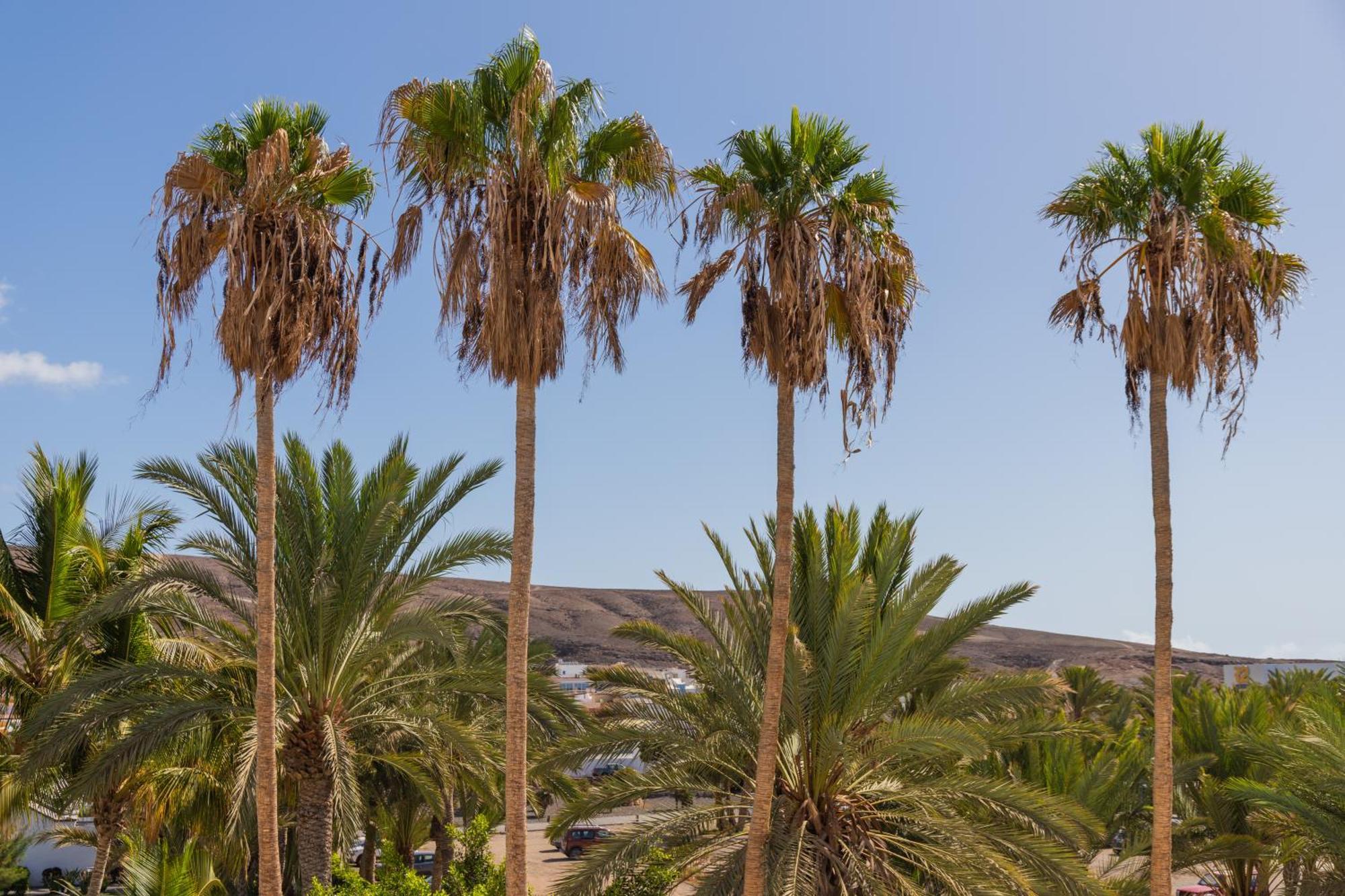 Palm Beach Fuerteventura تاراخاليخو المظهر الخارجي الصورة